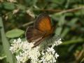 Coenonympha arcania